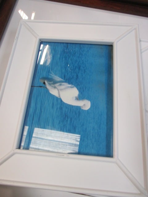 7 Framed Bird Art Photographs - 4