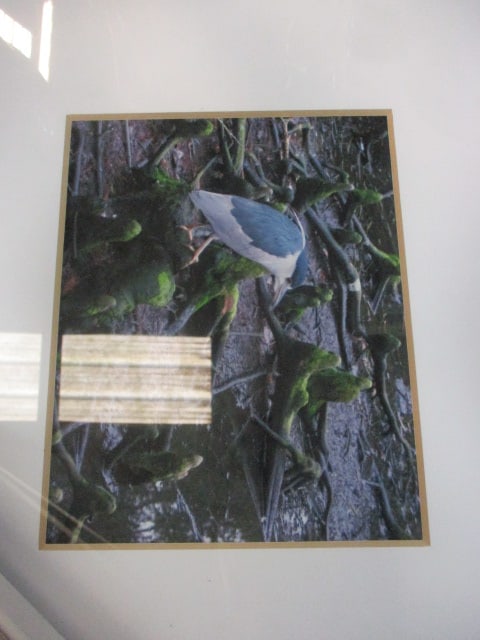 7 Framed Bird Art Photographs - 8