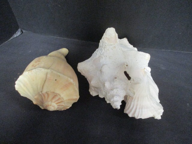 Two Vintage Conch Shells (1 of 7)
