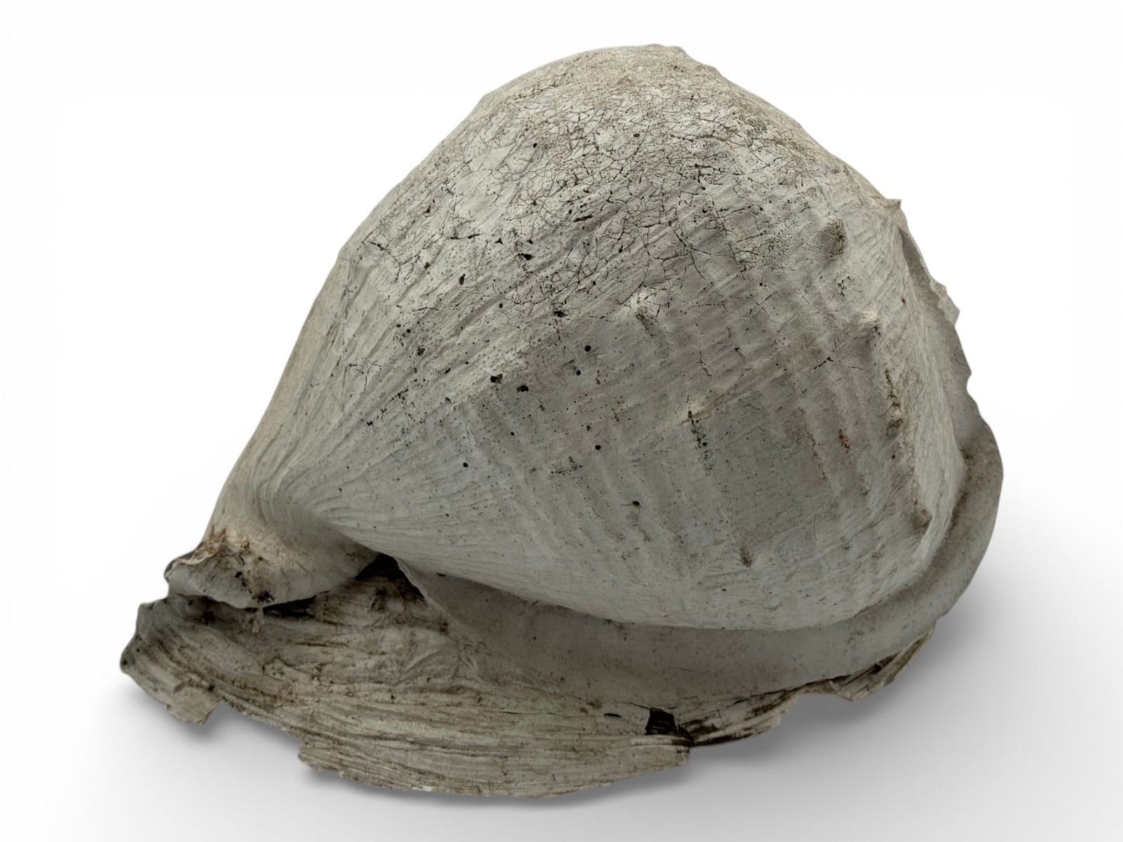 Giant Seashell: 12x9x8.5". Good Condition. See Photos. 