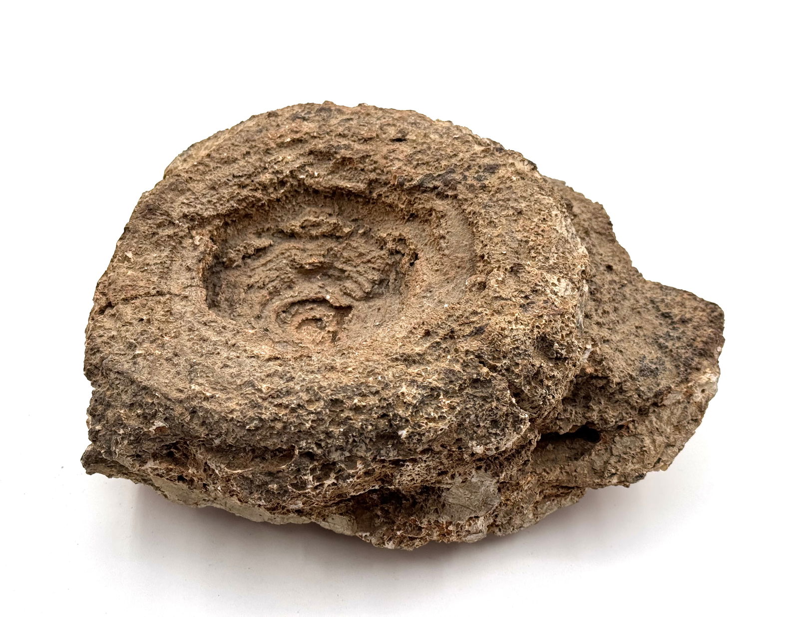 Large Rare Stromatolite Fossil: Layered biochemical accretionary structures. They form in shallow water from the trapping, binding and cementation of sedimentary grains by biofilms of microorganisms. These are some of the oldest