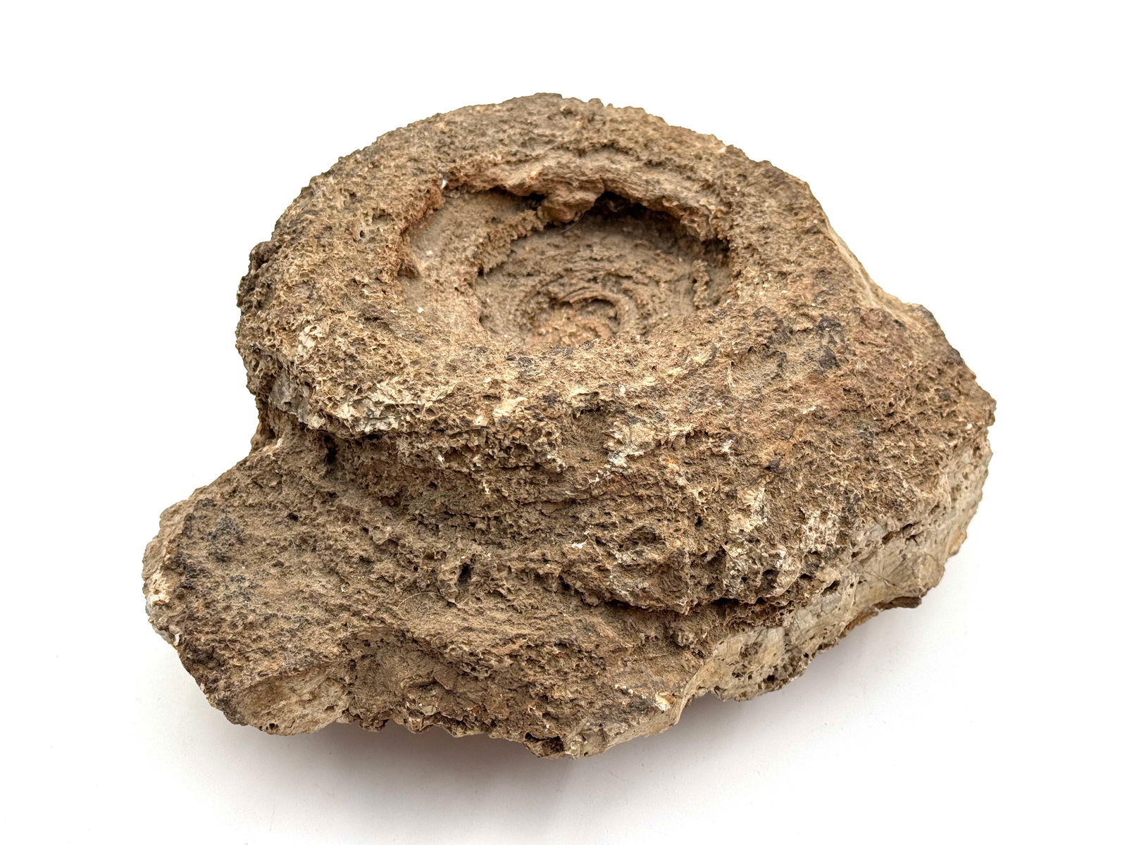 Large Rare Stromatolite Fossil - 2