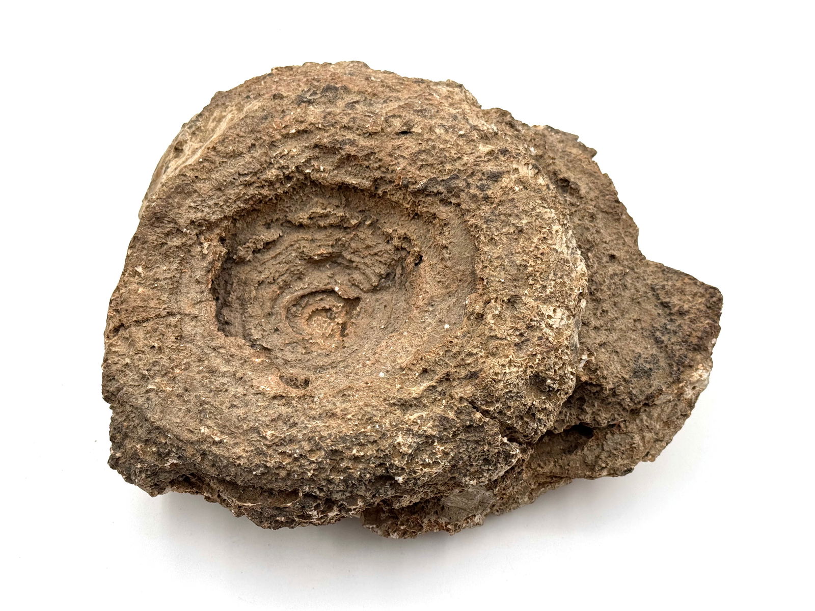 Large Rare Stromatolite Fossil - 3