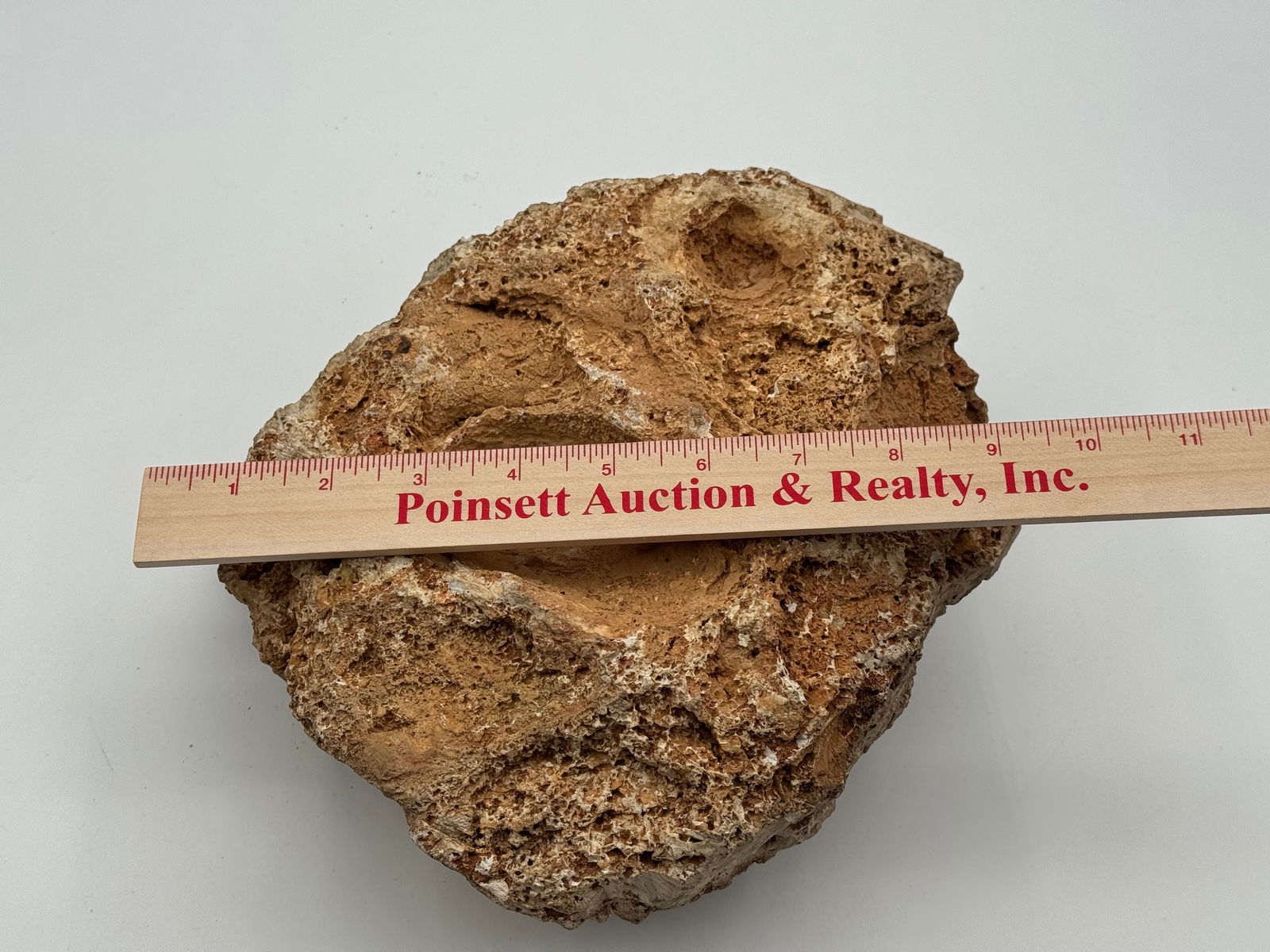 Large Rare Stromatolite Fossil - 4