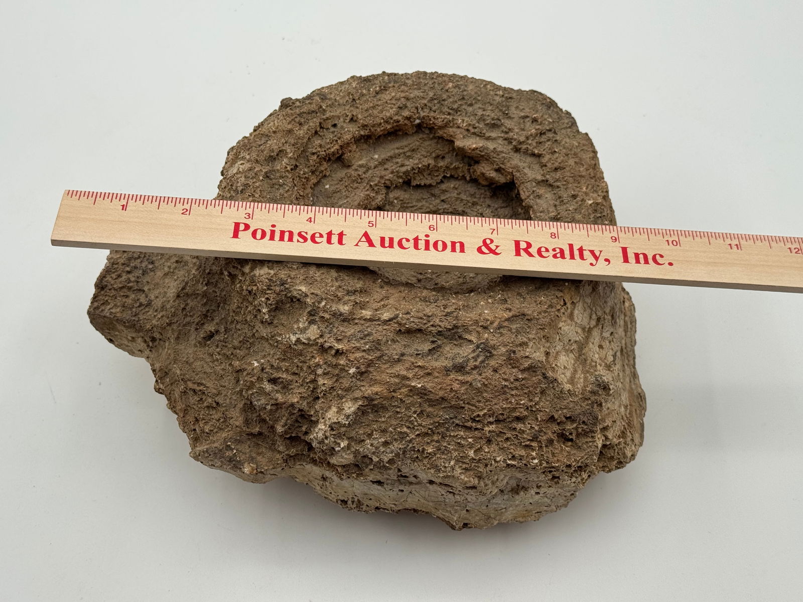 Large Rare Stromatolite Fossil - 5