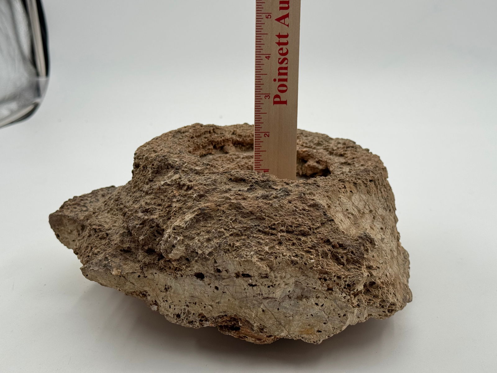 Large Rare Stromatolite Fossil - 6