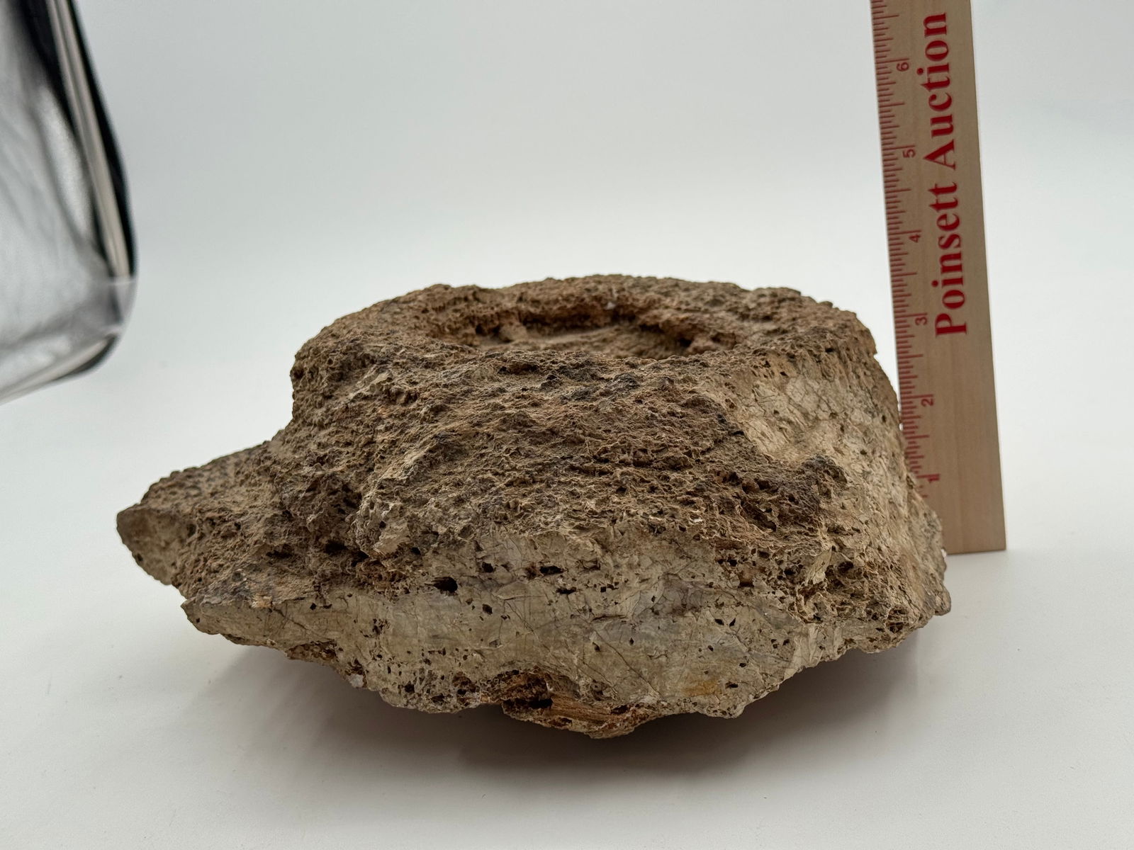 Large Rare Stromatolite Fossil - 7