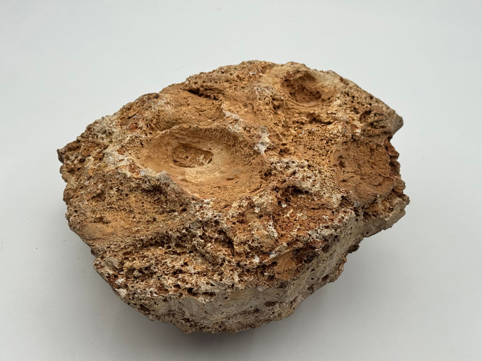 Large Rare Stromatolite Fossil - 8