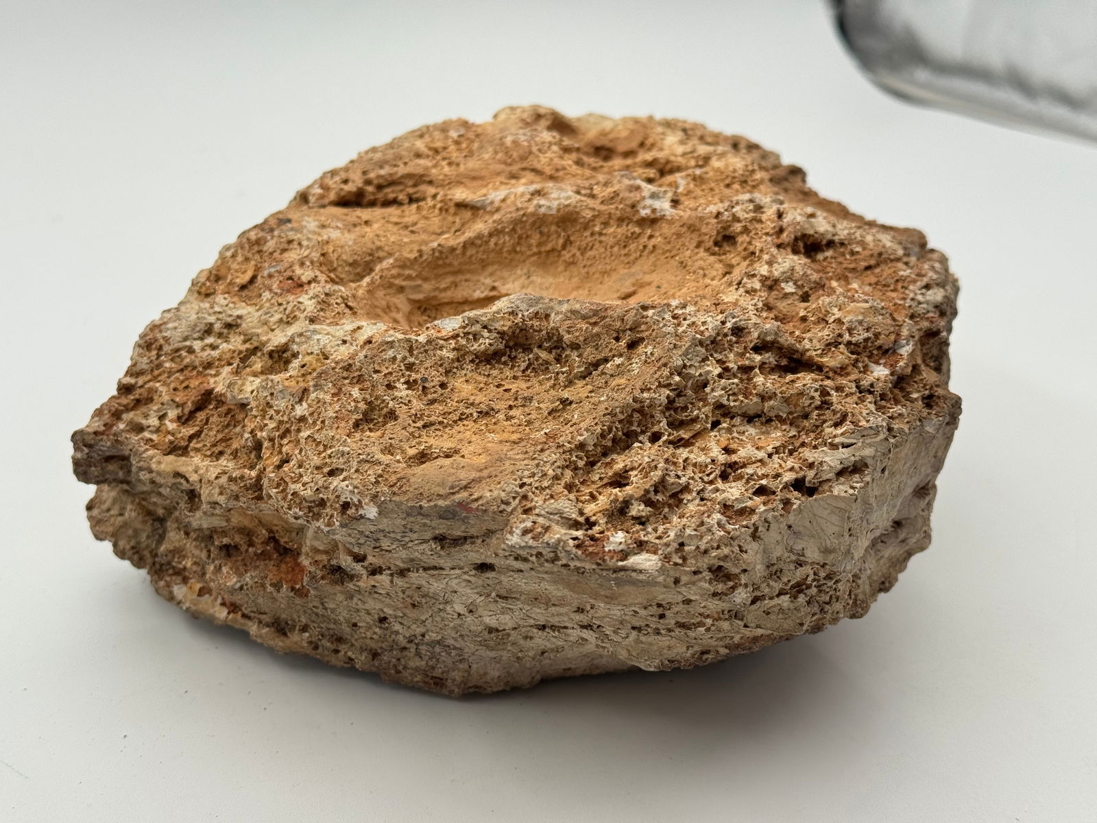 Large Rare Stromatolite Fossil - 9