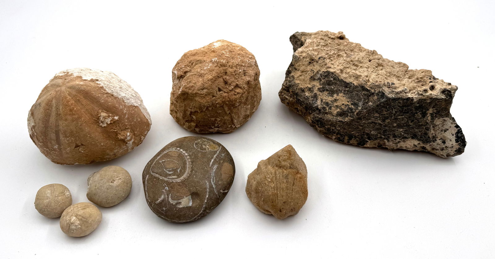 Nice Lot of Seashells and Fossilized Seashells (1 of 13)