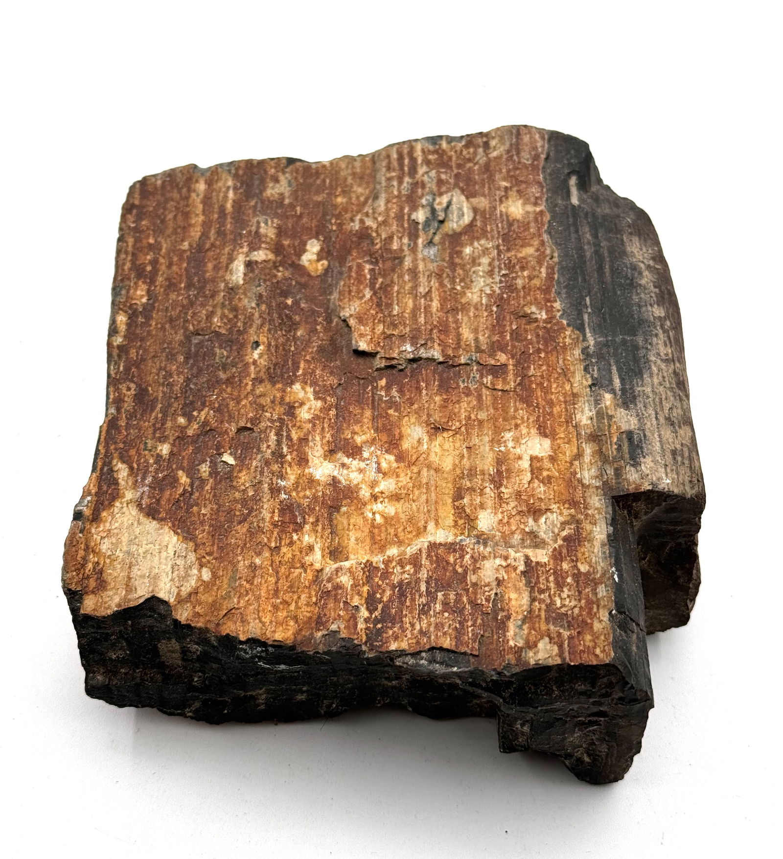 Large Fossilized Petrified Wood: Measures approximately 6”x5”x2” 