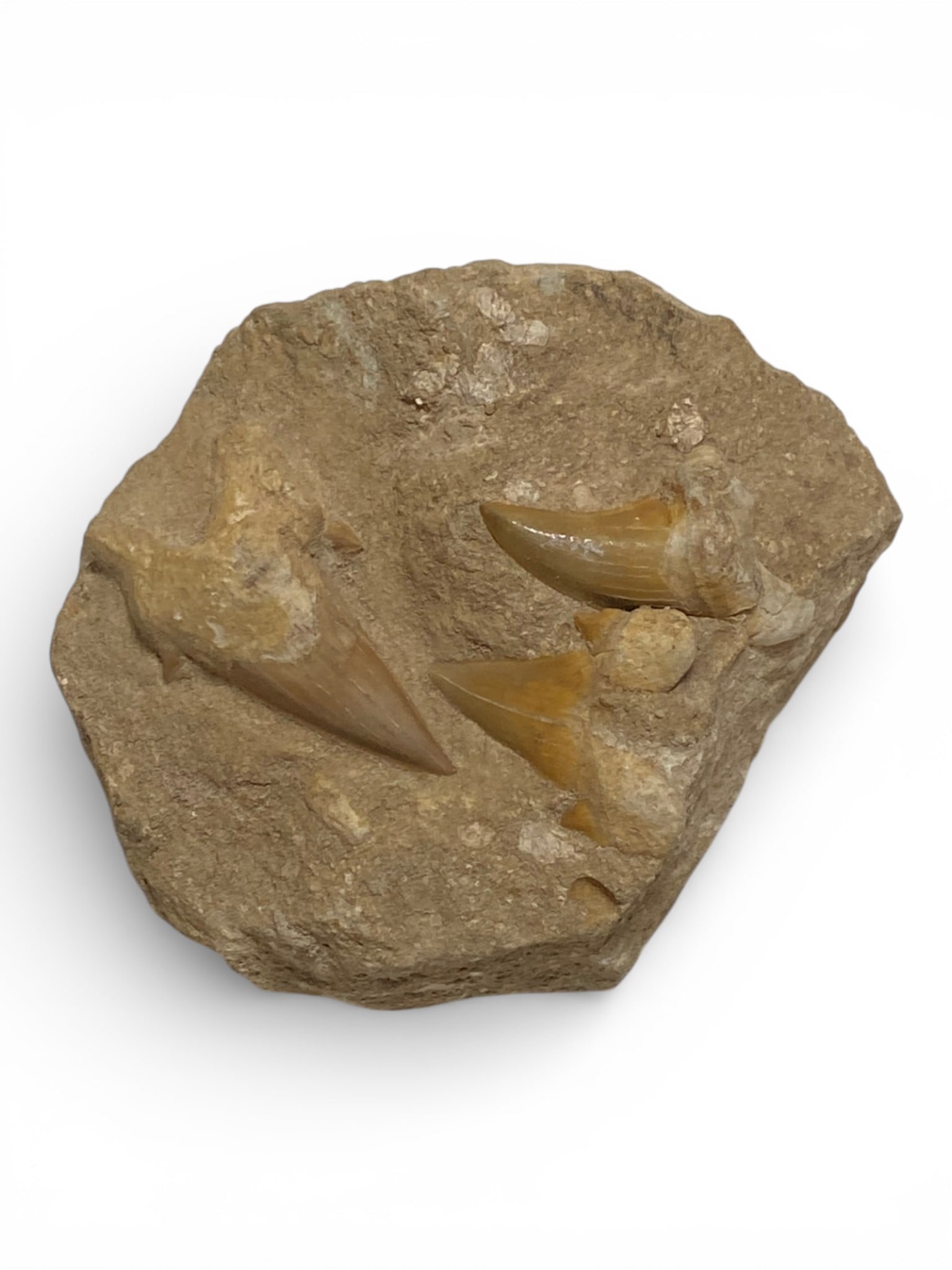 Nice Cluster of Fossilized Shark Teeth (1 of 4)