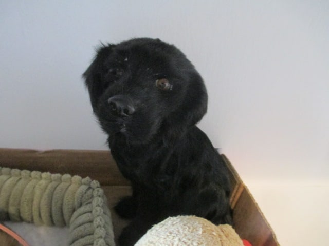 Perfect Petzzz Animated Puppy, Goat Fur Sculpted Black Labrador and Mini Pound Puppies - 4