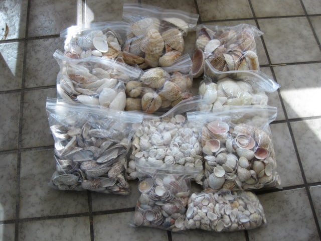 LARGE Collection of Various Species of Clam Shells: See all pictures, Local Pickup Only