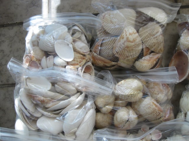 LARGE Collection of Various Species of Clam Shells - 2
