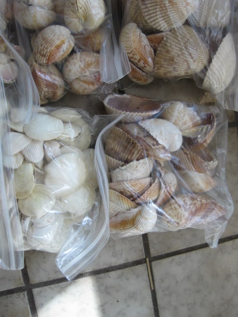LARGE Collection of Various Species of Clam Shells - 3