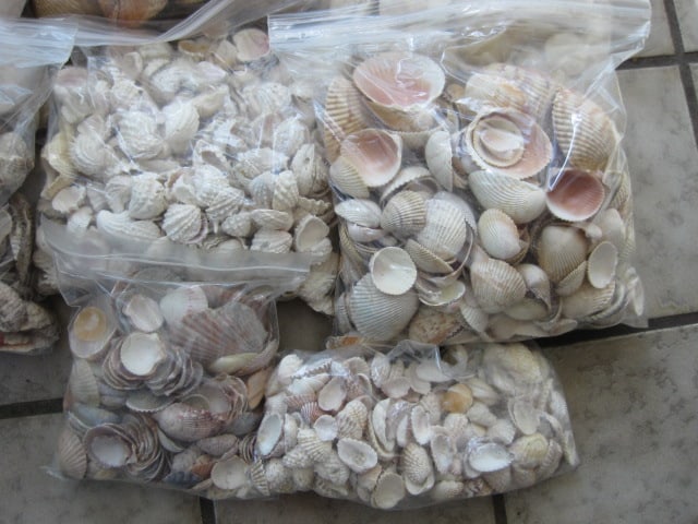 LARGE Collection of Various Species of Clam Shells - 4