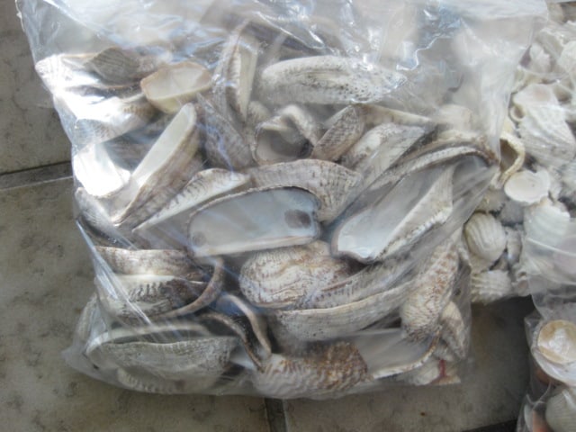 LARGE Collection of Various Species of Clam Shells - 5