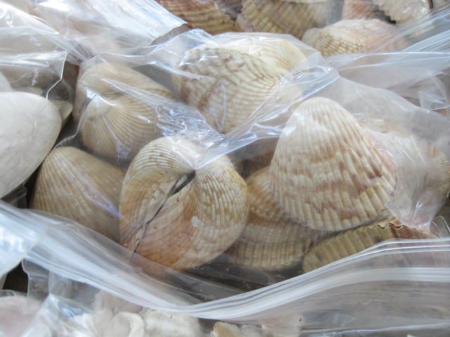 LARGE Collection of Various Species of Clam Shells - 6