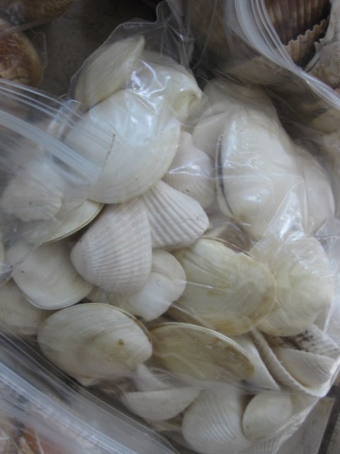 LARGE Collection of Various Species of Clam Shells - 7