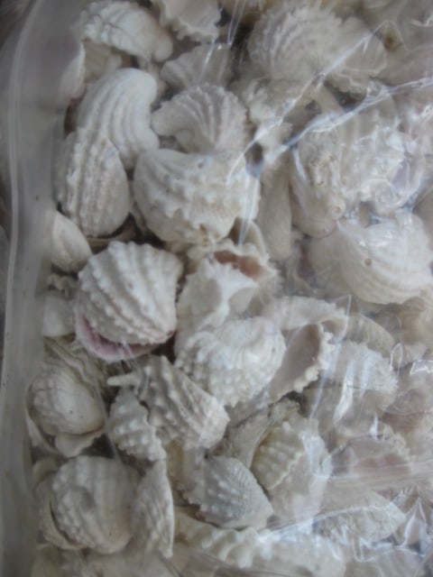 LARGE Collection of Various Species of Clam Shells - 8