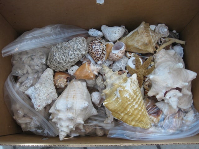 LARGE Collection of Various Species of Conch and Sea Shells: See all pictures, Local Pickup Only