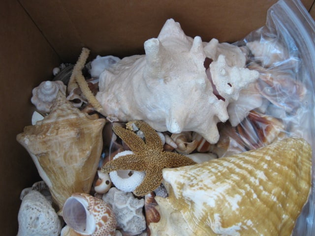 LARGE Collection of Various Species of Conch and Sea Shells - 2