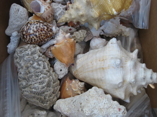 LARGE Collection of Various Species of Conch and Sea Shells - 3