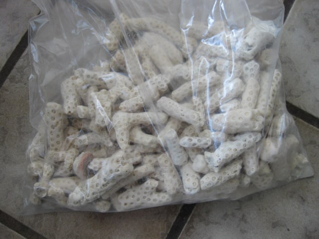 LARGE Collection of Various Species of Conch and Sea Shells - 4