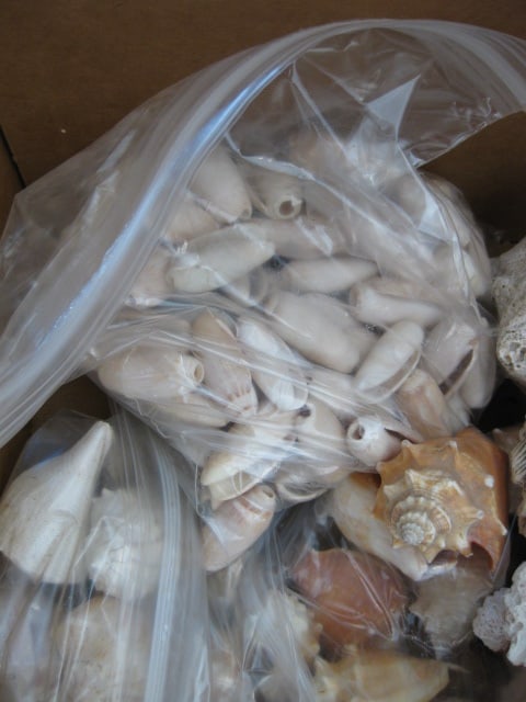 LARGE Collection of Various Species of Conch and Sea Shells - 5