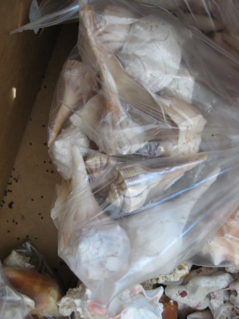 LARGE Collection of Various Species of Conch and Sea Shells - 6