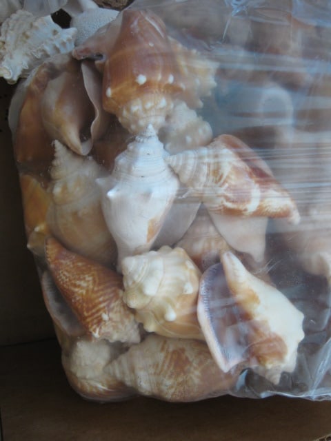 LARGE Collection of Various Species of Conch and Sea Shells - 7