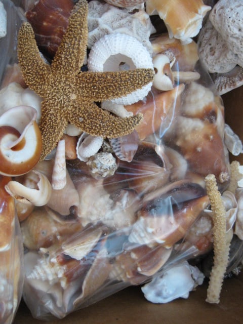 LARGE Collection of Various Species of Conch and Sea Shells - 8