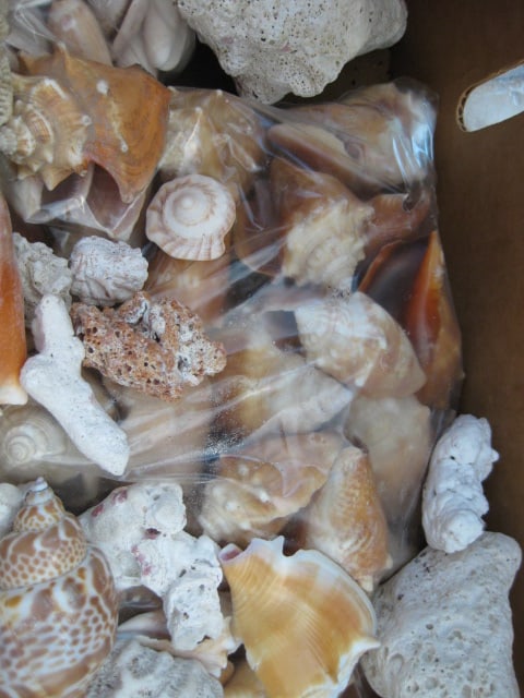 LARGE Collection of Various Species of Conch and Sea Shells - 9