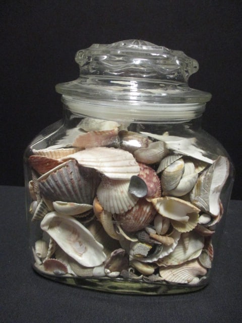 Lidded Glass Canister Jar Filled with Shells and Sand Dollars: 6" x 7 1/4"
