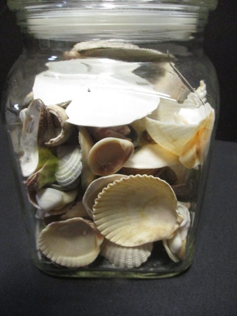 Lidded Glass Canister Jar Filled with Shells and Sand Dollars - 2