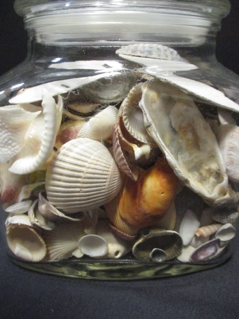 Lidded Glass Canister Jar Filled with Shells and Sand Dollars - 3
