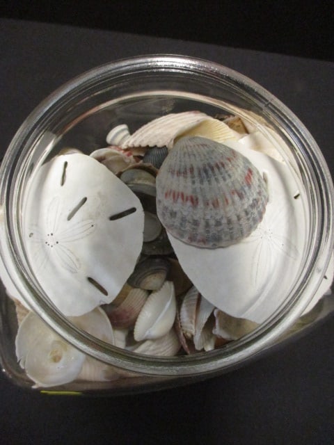 Lidded Glass Canister Jar Filled with Shells and Sand Dollars - 4