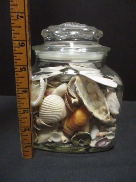 Lidded Glass Canister Jar Filled with Shells and Sand Dollars - 5