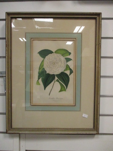 Framed and Matted "Camellia Devriana" Botanical Lithograph Print: 14 1/4" x 18 1/4"
