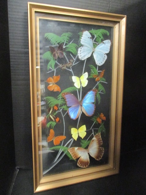 Colorful Taxidermy Butterfly Species in Reverse Painted Shadow Box Frame (1 of 9)