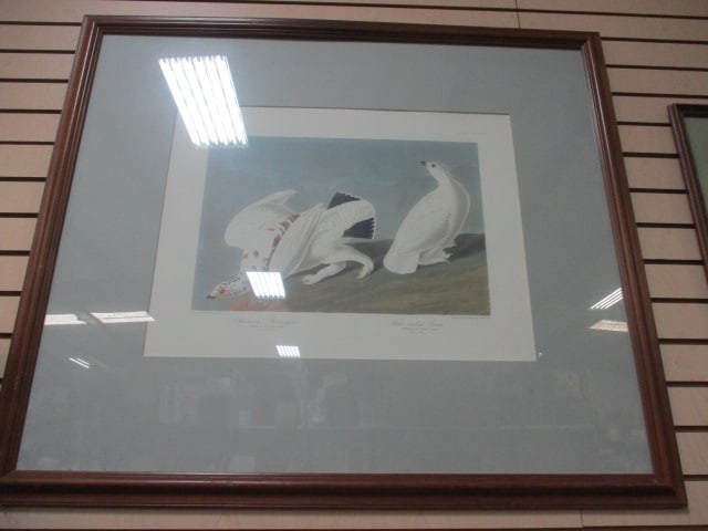 Framed and Matted "American Ptarmigan and White-Tailed Grouse (Plate 418)" (1 of 6)