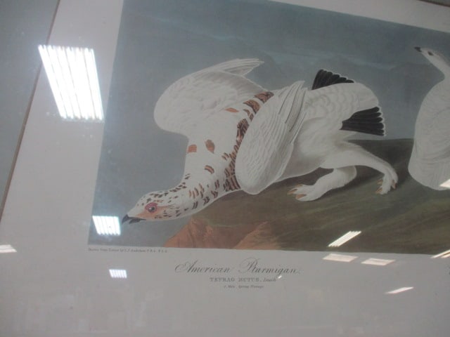 Framed and Matted "American Ptarmigan and White-Tailed Grouse (Plate 418)" - 2