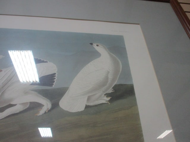 Framed and Matted "American Ptarmigan and White-Tailed Grouse (Plate 418)" - 3