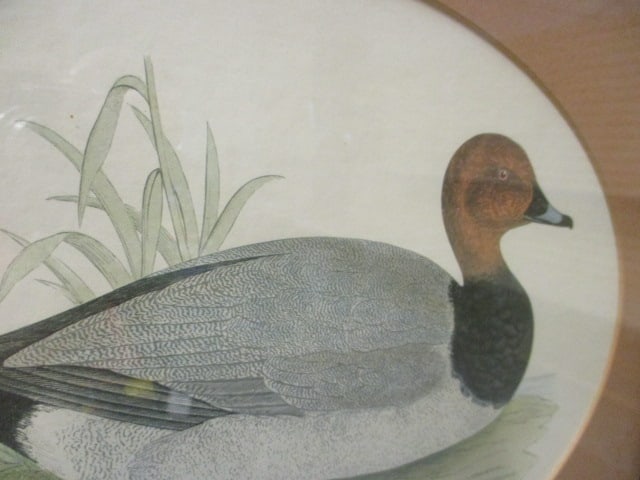 Framed and Matted Drake and Hen Canvas Back Duck Lithograph Prints - 3
