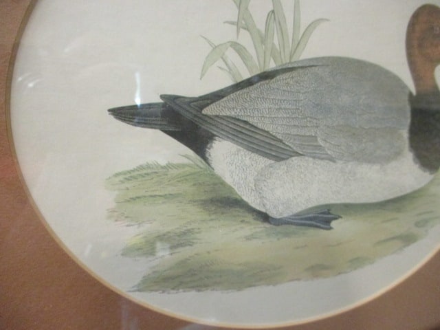 Framed and Matted Drake and Hen Canvas Back Duck Lithograph Prints - 4