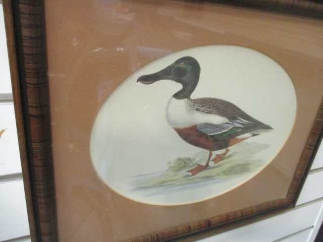 Framed and Matted Drake and Hen Canvas Back Duck Lithograph Prints - 5