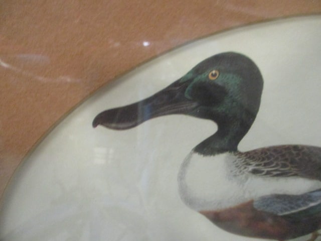 Framed and Matted Drake and Hen Canvas Back Duck Lithograph Prints - 6