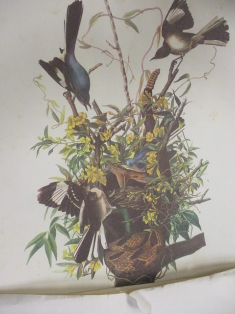 2 Pickard Handpainted Plates in Original Boxes and Audubon Best Loved - 4