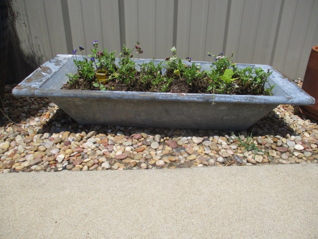 Galvanized Tin Trough Planter with Live Pansies: 44" x 20" x 8", Local Pickup Only